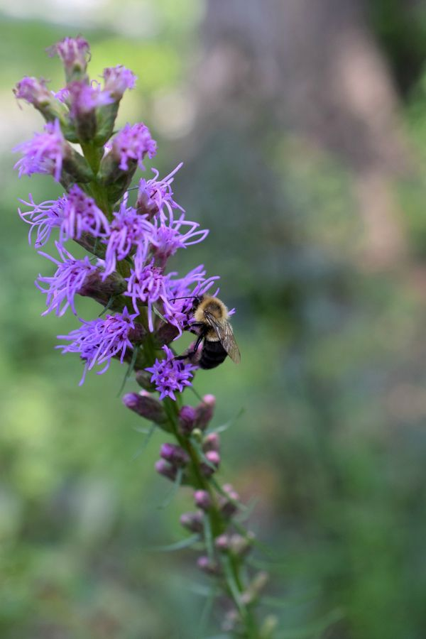 Blazing Star in bloom with a single bumblebee collecting pollen